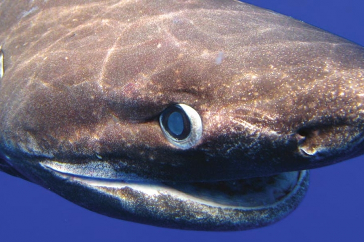 Чудовища излизат от дълбините